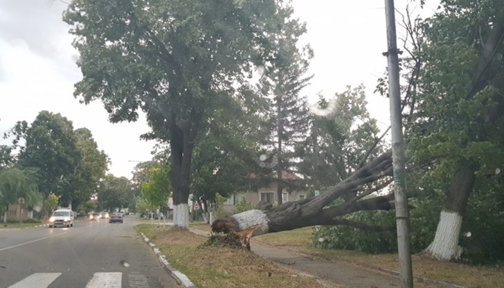 В целия град е пълно с паднали клони и дървета в резултат на бурята