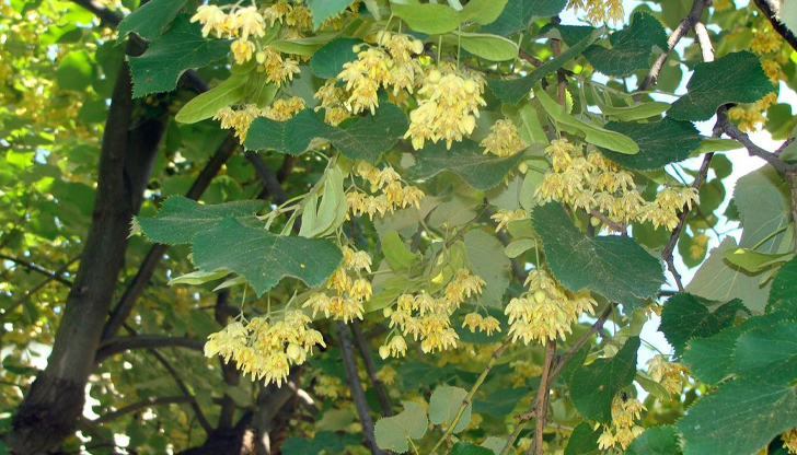 Започнаха да цъфтят липите, време е да съберем и изсушим