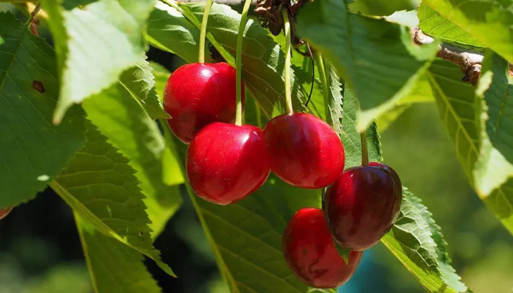 Масовият черешобер през настоящата седмица е компрометиран заради големите количества