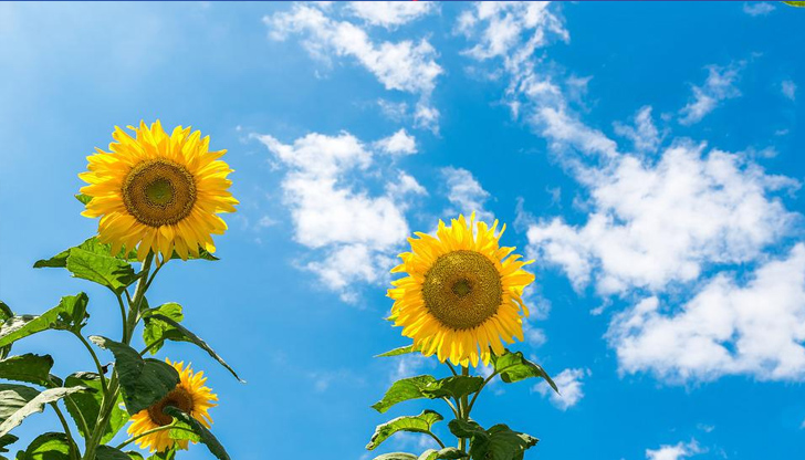 Вятърът ще е слаб, ще придобие южна компонентаДнес ще бъде