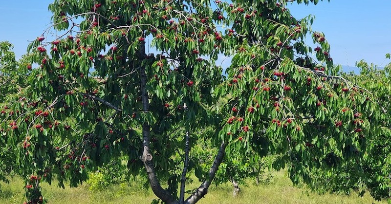 Производител: Това чудо не е било никога, а от година