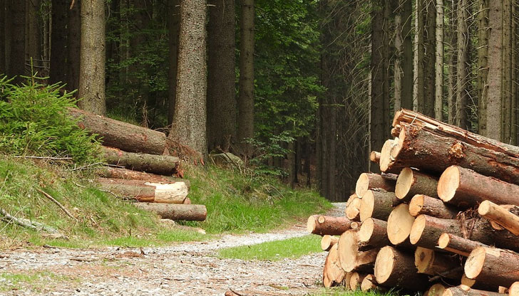Дърво премаза и уби на място 19-годишно момче от ЧепелареНещастието