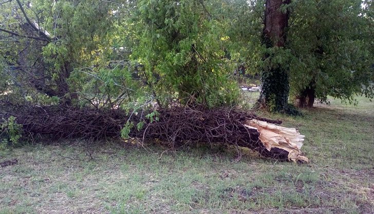 Тийнейджърката е откарана в &bdquo;Пирогов&rdquo;Дърво падна пред Народния театър "Иван