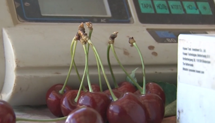 Черешоберът тази година е напът да претърпи пълен крах.Причината е,