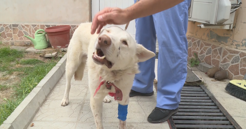 Членове на яхтклуба в Русе открили кучето си пребито, в