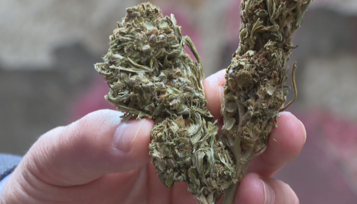 Да бъде разрешено преработването на индустриален коноп у нас, предвиждат