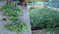 МВР - Русе намери градина, засята с канабис