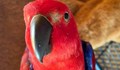 Бъбрив папагал изплаши крадци