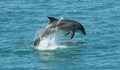 ЕС: България не се грижи за делфините и морските свине