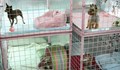 20 лева на ден престой в хотел за кучета в Русе