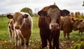 В Хърватия ваксинират добитъка поради поява на антракс
