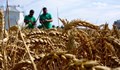 Зърнопроизводители ще протестират срещу безконтролен внос от Украйна