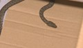 Змията, намерена в столичен жилищен блок, вече си има нов дом