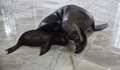 Тюленче се роди в „Делфинариум Варна“
