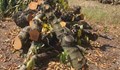 Дунавски овощари изкореняват градините си с череши и кайсии