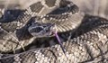 Учени: Гърмящите змии вероятно са единствените, доволни от климатичните промени