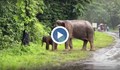 Уникална спасителна операция: Как се прави сърдечен масаж на слон