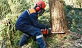 Мъж пострада при трудова злополука по време на дърводобив в Силистренско