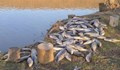 Рибари: В язовир "Студен кладенец" има 10 тона мъртва риба