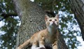 Спасиха коте, покатерило се на дърво на булевард "Липник“