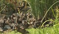 Над 2 000 зеленоглави патици ще плават по Струма