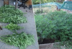 Специализирана полицейска операция по линия производство и разпространение на наркотични