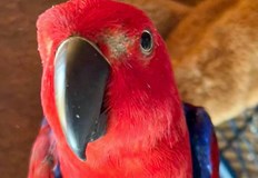 Крадци избягаха подплашени от бъбрив папагал в гр ВернеКрадците влезли