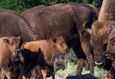 Екипите на По диви Родопи и ДУ Студен кладенец може да