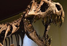 Този динозавър имал абсурдно къси горни крайнициВ Аржентина откриха останки