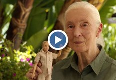 Куклата има дори свое шимпанзеАмериканският производител на играчки Mattel представи