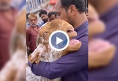 Козичката плаче с човешки глас при раздялата със собственика сиВидео