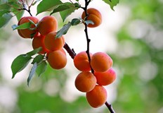 Всички знаем колко важно за здравето ни е правилното хранене