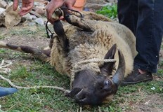 По време на тридневния празник Курбан Байрам мюсюлмани от Исперих