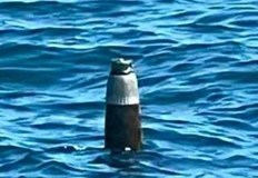 Граничнополицейският кораб Каварна е открил останки от боеприпас на 5 5