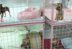 Хотели за животни се пукат по шевовете през лятотоДо 40
