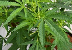 Открити са също и приспособления за разтегляне и приготвяне на