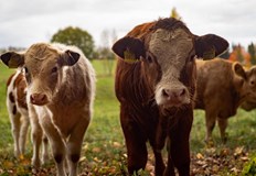 До днес са ваксинирани 2455 животниВетеринарната инспекция на Държавния инспекторат