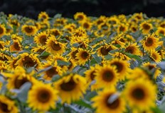 Внасят без контрол евтин слънчоглед от УкрайнаСпекула държи висока цената