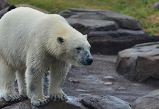 Млада полярна мечка със заклещен в устата ѝ метален буркан с кондензирано