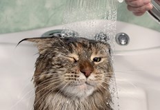 Къпането на котка е истинско изпитание както за собственика така