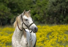 Част от малчуганите са в критично състояние15 деца три от