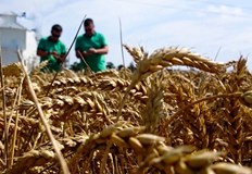 Според председателя на Националната асоциация на зърнопроизводителите Костадин Костадинов посредници