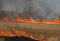 Пожар е унищожил 600 декара пшеница в землището на с