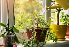 Бръшлянът поглъща вредни съединенияРастенията не са само класическа украса на жилището и офиса