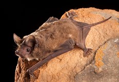 Бразилските прилепи Tadarida brasiliensis са широко разпространени в южните райони