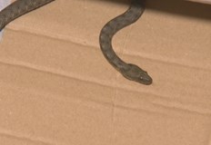 История с продължение за змията която беше открита на стълбищния