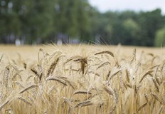 Решението мина през извънредна комисия в парламентаНа извънредно заседание днес