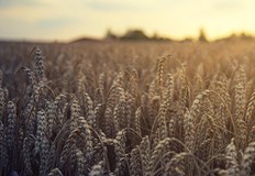 Пшеницата в Европа и САЩ след един ден на растеж