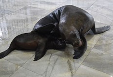 Това се случва за първи път от годиниВ ДелфинариумВарна се