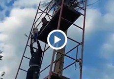Спасителна акция за две малки щъркелчета в кубратското село Божурово